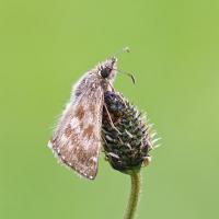 Dingy Skipper 3 